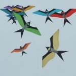 Swallows