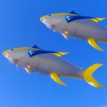 Tuna