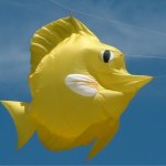 Yellow Tang